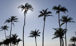 Palm trees in Miami