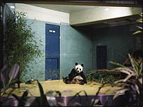 Panda by Richard Billingham