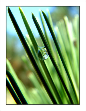 Single droplet