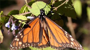 Monarch butterfly