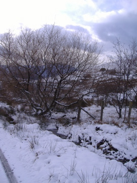 willows in the garden