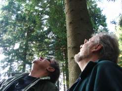 Phil Gates and Lionel Kelleway looking for cones in Hamsterley Forest, County Durham.