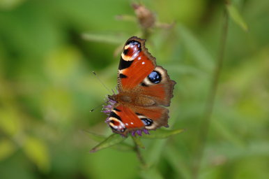 peacock butterfly