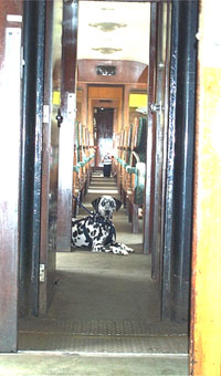 The spotty dog came too - but it wasn't ours