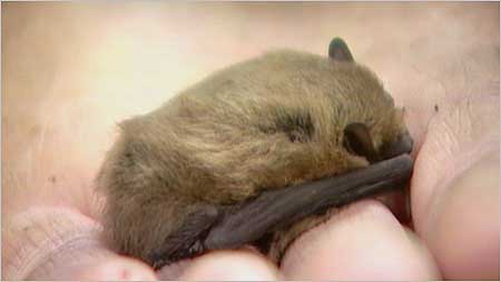 Pipistrelle Bat