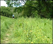 The valley en route to Dunscombe, with buttercups