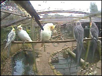 Inside the Aviary at Reg's Garden