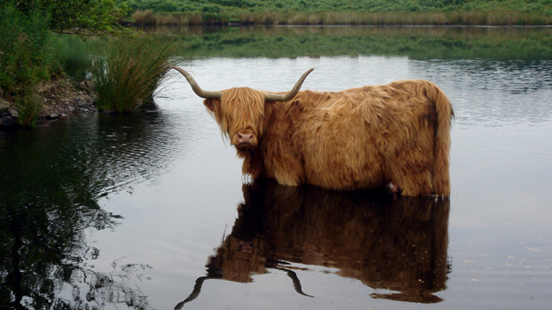 Gordon Aitchison's photograph is first in our brand new gallery of Highland cattle images. He saw this cow cooling off in the loch on the farm where he works in Dumfries and Galloway.