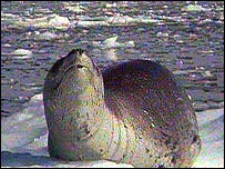 Foca-leopardo