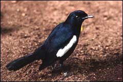 Magpie Robin