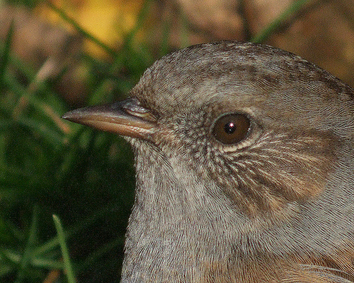 a dunnock's beady eye