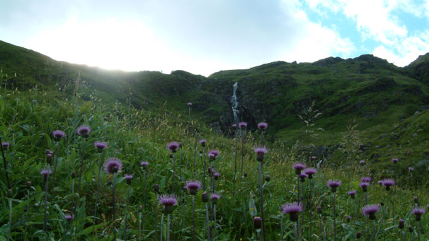 Thistle be a good walk! Neil Halliday took this photo while enjoying a Sunday outing up Beinn Bhuidhe, a 948m Munro near the head of Loch Fyne.