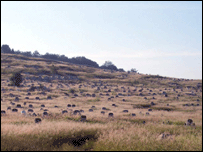 افغانستان کې هديره