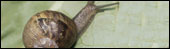 Snail