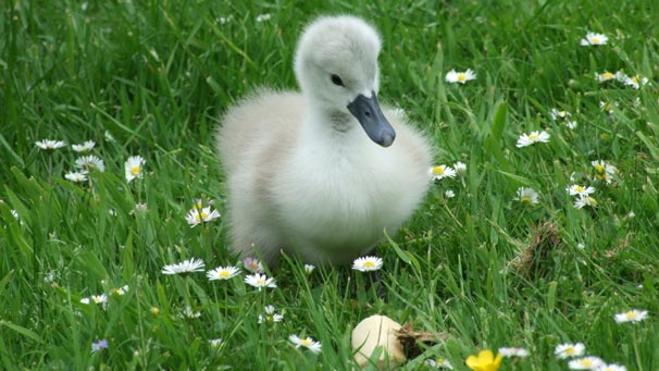 Cygnet, Lanark Loch