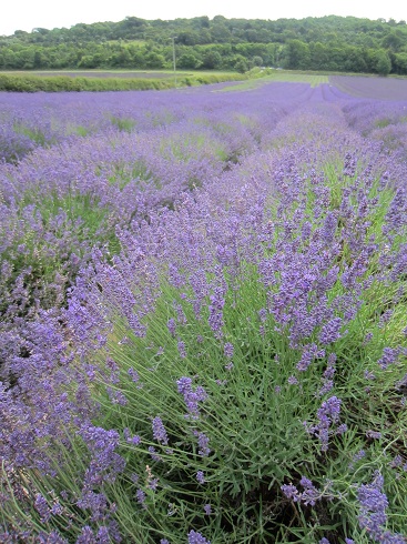 Lavender fields