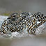Ptarmigan