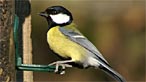 Great tit. Photo: David Merrett