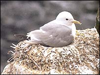 Kittiwake (photo: Andrew Cooper)