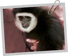 Gibbon