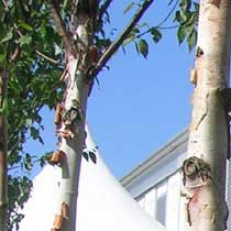 betula albosinensis fascination