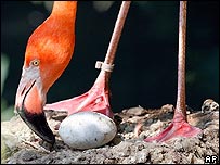 Flamingo