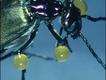 Foto: blickwinkel/Alamy/Extreme Insects/HarperCollins