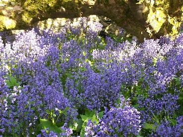 Bluebells in Fetlar