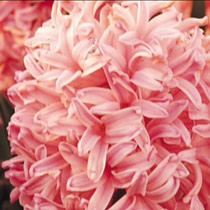 Hyacinth 'Pink Pearl'