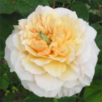 Rosa 'English Garden'