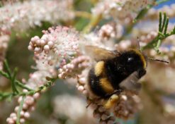 A bumble bee - just one of many creatures covered by the Collins New Naturalist publications.