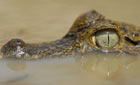 Crocodile