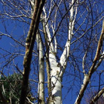 White barked birch (Betula utilis jacquemontii)