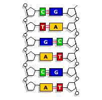 Molécula do DNA
