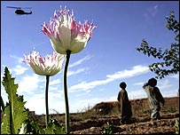 Helmand'daki afyon tarlaları
