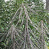 Pseudopanax ferox