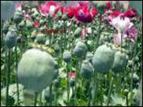 محوکشت کوکنار 