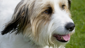 Missy: Over The Rainbow Toto