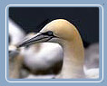 Gannet