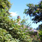 Shirley's house over the tree tops