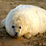 Coast (Image: Seal pup)