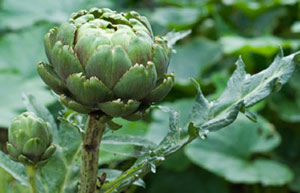 Artichokes