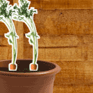 French Bean (Blue Lake)