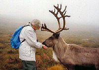 Hand feeding a reindeer in the Cairngorms