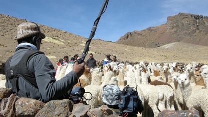 Zubin, hard at work among a herd of alpaca