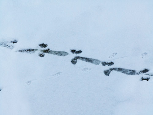 tracks by joan thirlaway