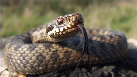 Adder c/o Will Atkins, LEHART