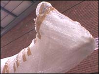 Doctor Moolittle in his bubble wrap