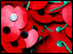 Remembrance Day poppies