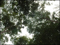 Padurea tropicala